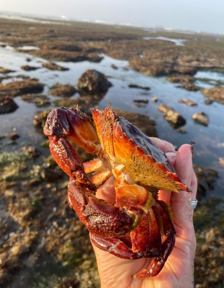 Red Rock Crab